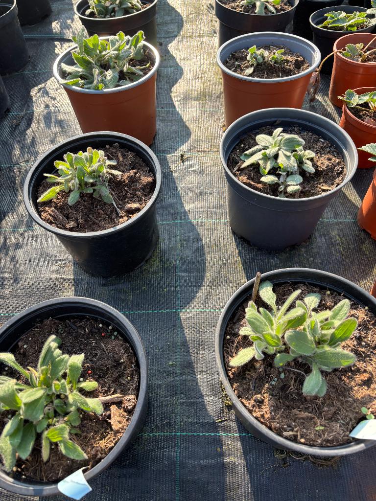 Rudbeckia, Tuin en Terras, Planten | Tuinplanten, Ophalen