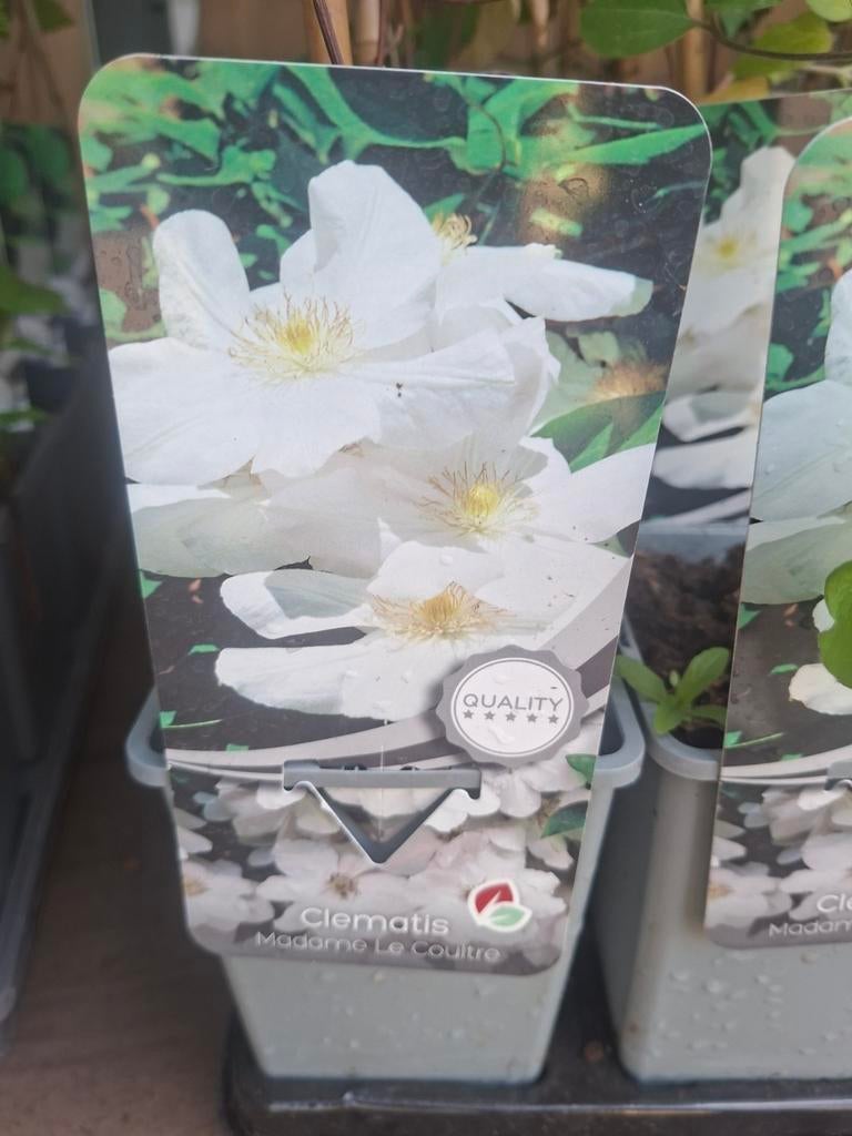 Assortiment clematis, Tuin en Terras, Ophalen, Klimplanten