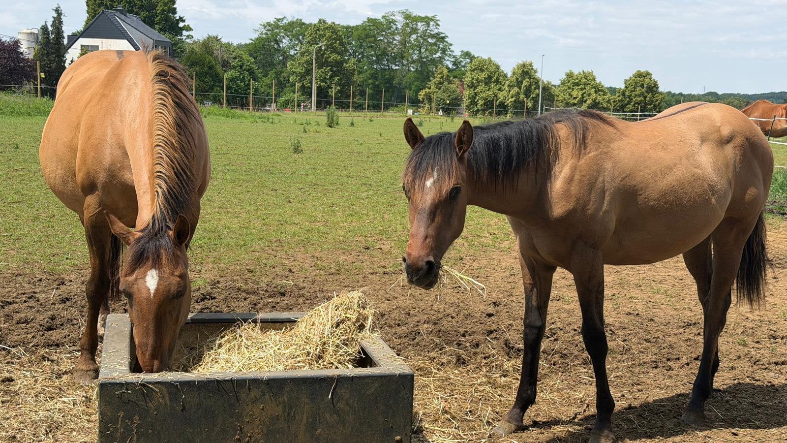 Jaarling paint merrie, Dieren en Toebehoren, Paarden, Merrie