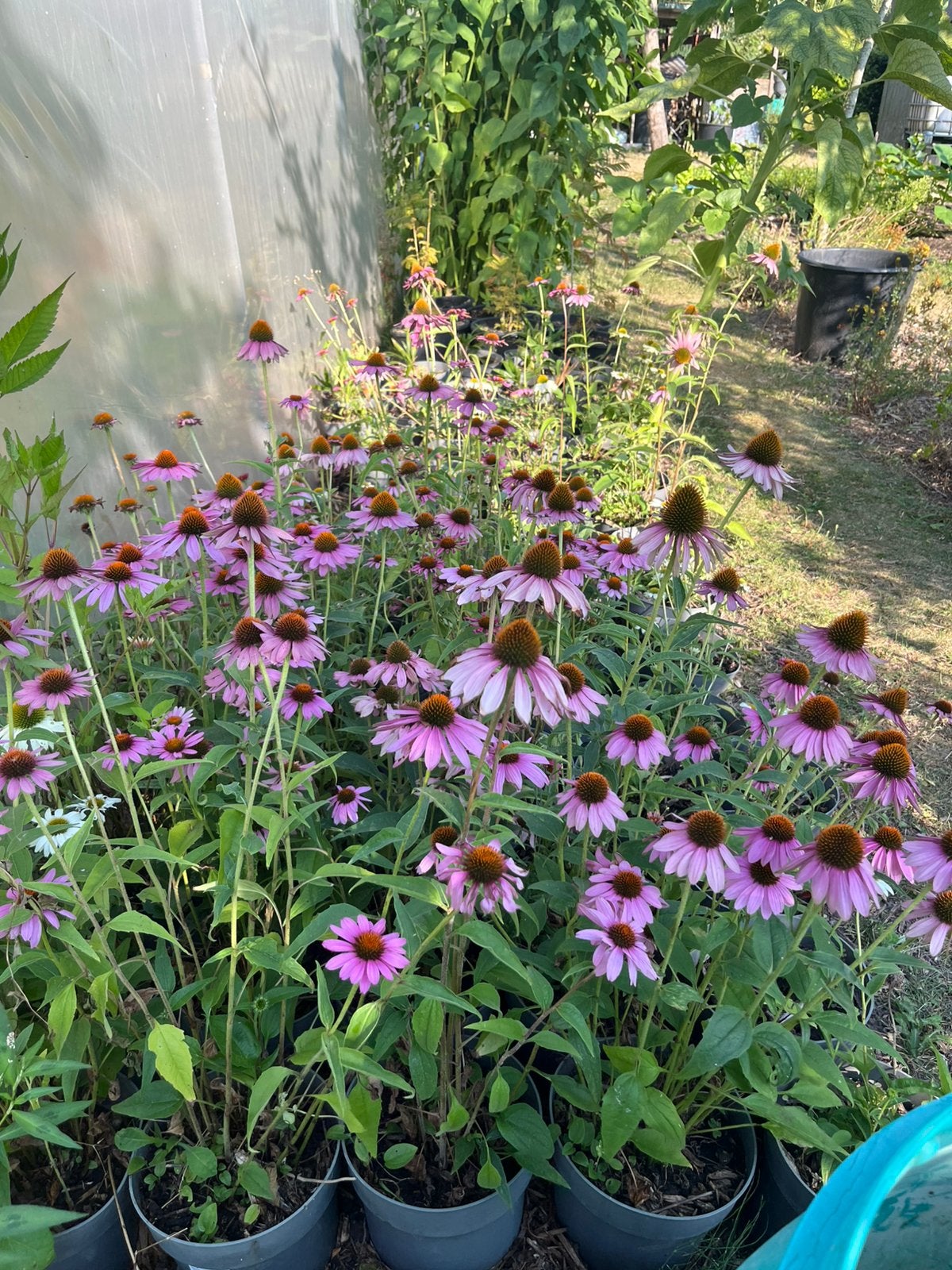 Echinacea in pot, Tuin en Terras, Ophalen, Vaste plant