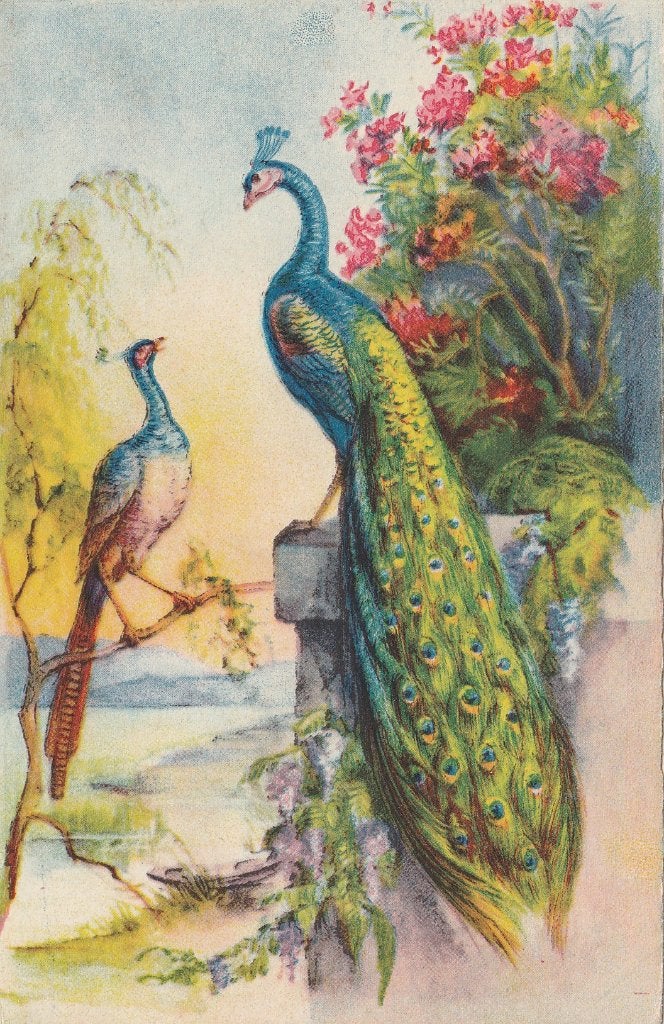 PAUWEN, Verzamelen, Postkaarten | Dieren, Verzenden, Ongelopen, Vogel