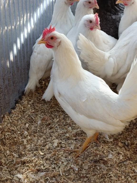 jeunes poules blanches Sussex & Livorgne blanc 0499/082381, Femelle, Poule ou poulet