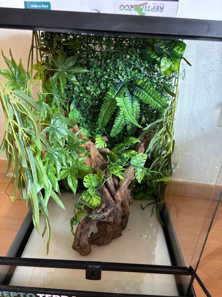 Terrarium + inrichting, Dieren en Toebehoren, Ophalen, Zo goed als nieuw, Terrarium of Paludarium