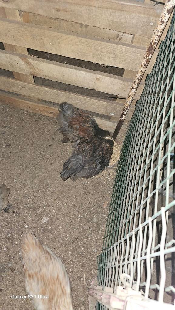 brahma blauw patrijs, Meerdere dieren, Kip