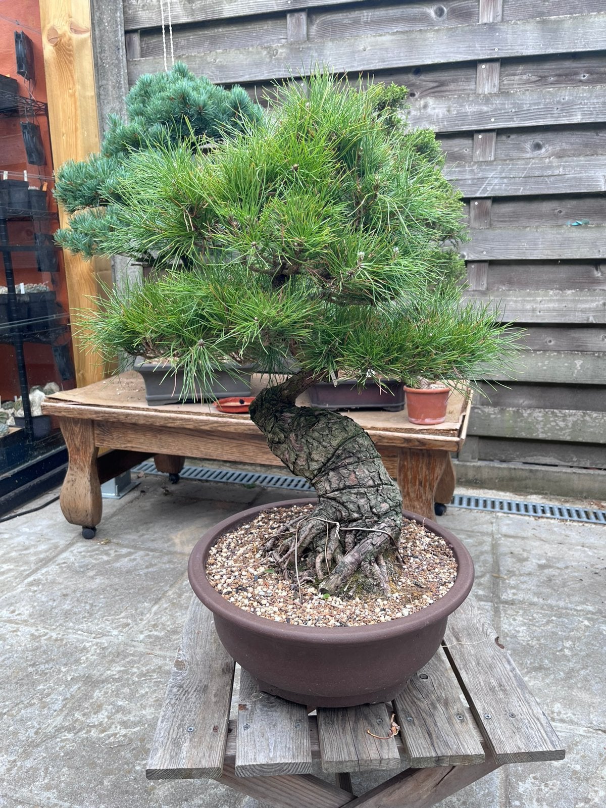 Bonsai Pinus nigra, Ophalen
