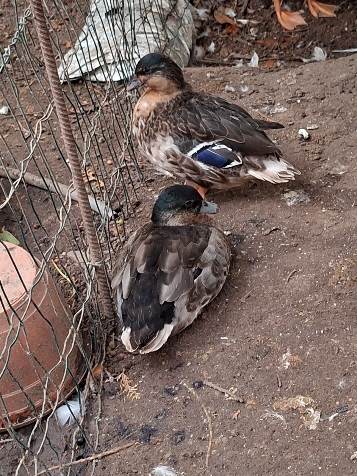 Geelbuik hollandse kwakers koppel, Dieren en Toebehoren, Meerdere dieren, Eend