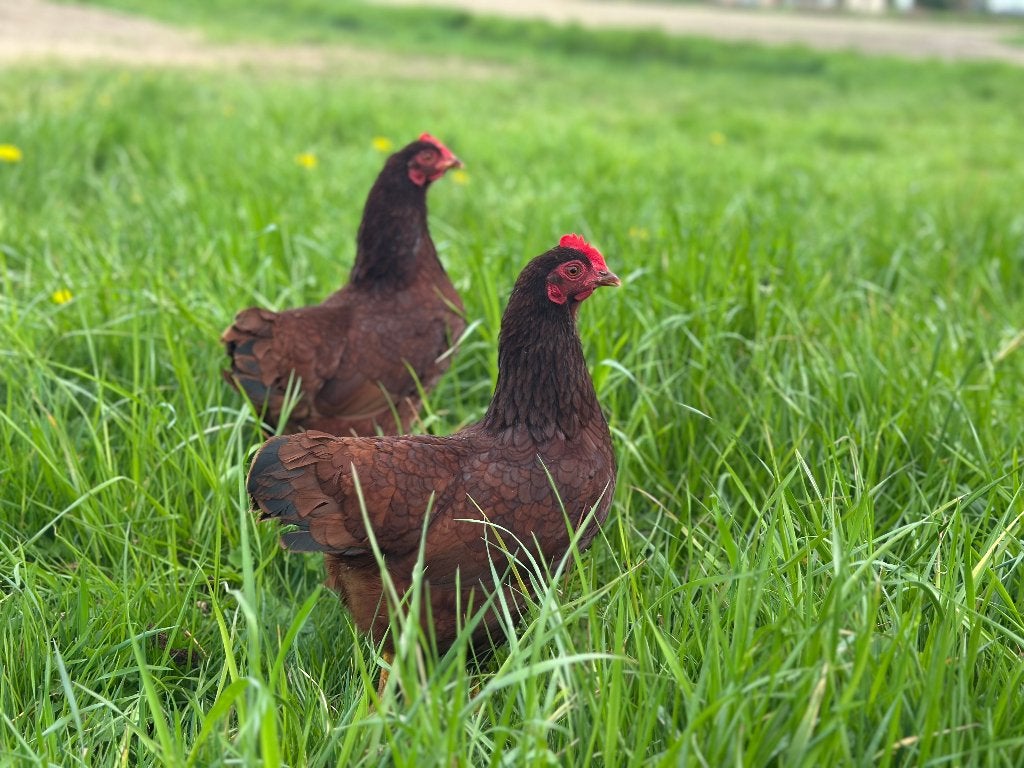 Jonge tamme Rhode Island Red kriel kippen gesekst en ingeënt, Dieren en Toebehoren, Pluimvee, Vrouwelijk, Kip