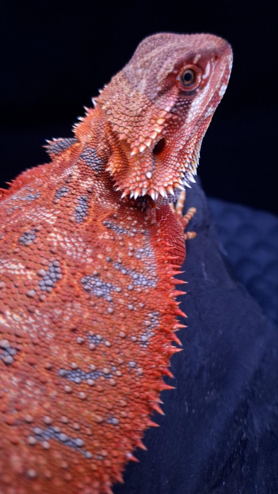 AANBIEDING!! 50% Red Monster Extreme Blue Tiger 2X Man, Dieren en Toebehoren, Reptielen en Amfibieën, Hagedis, 0 tot 2 jaar