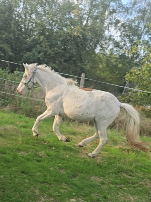 2 jaarse kleine d pony overo pinto merrie, Animaux & Accessoires, Chevaux, Avec puce électronique, Moins de 160 cm, 0 à 2 ans