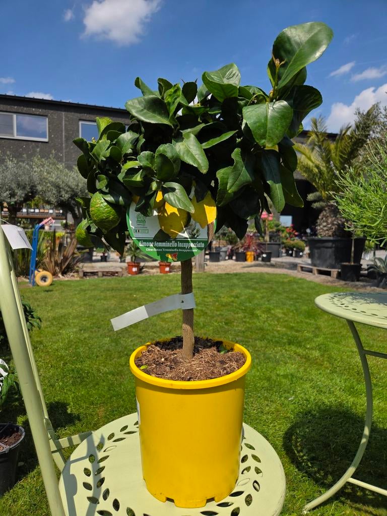 Citrus citroen 4 seizoenen, Tuin en Terras, Planten | Fruitbomen, Ophalen