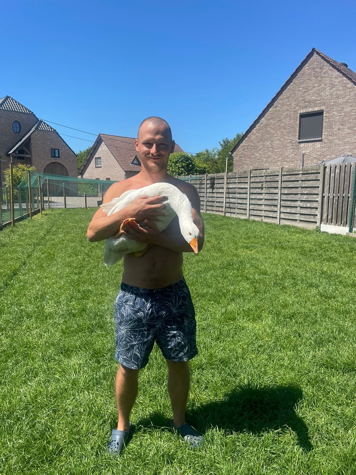 Oies de ferme apprivoisées à vendre.