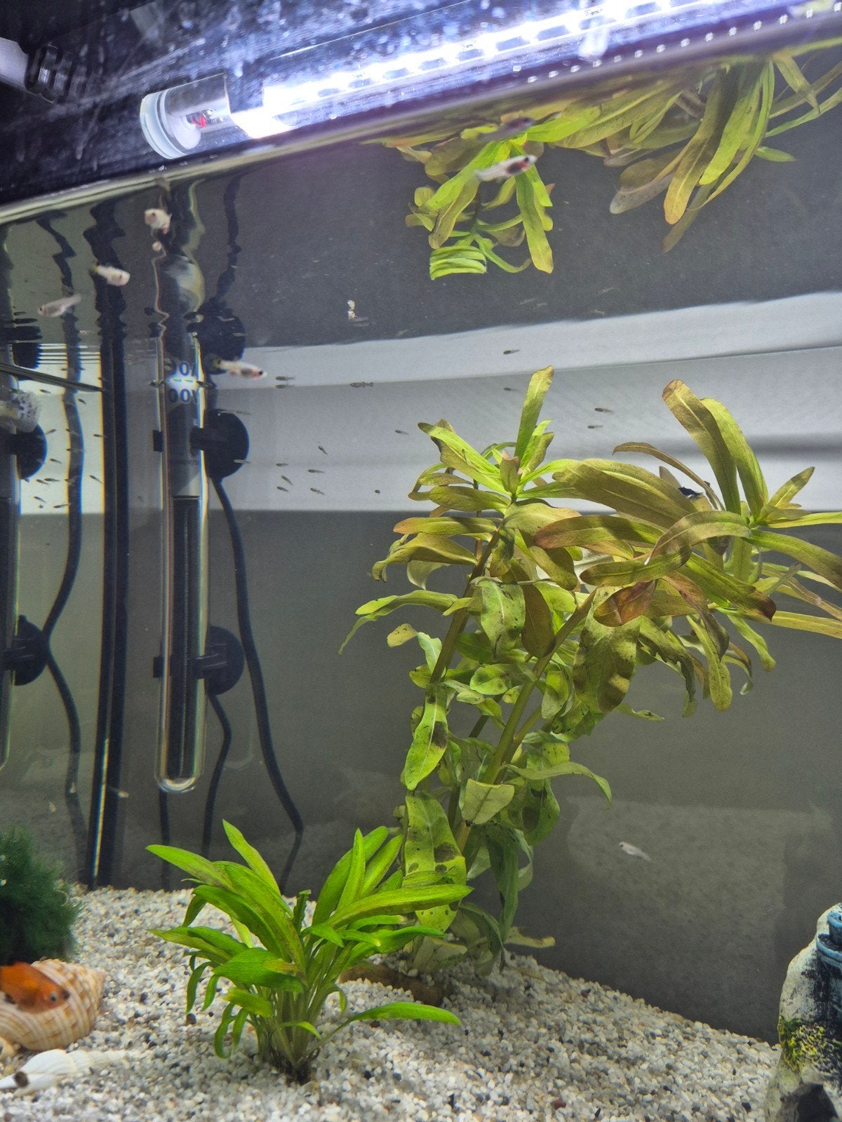 Gratis guppy jonge visjes, Ophalen, Verwarming, Filter