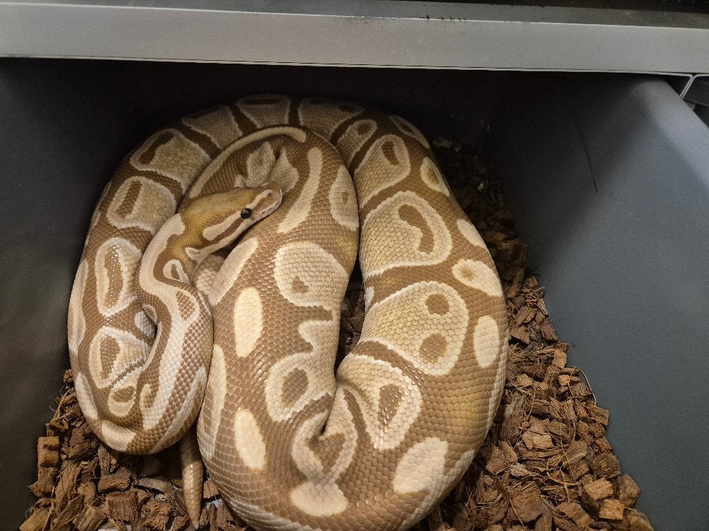 Python regius, Animaux & Accessoires, Reptiles & Amphibiens, Serpent, 7 à 10 ans