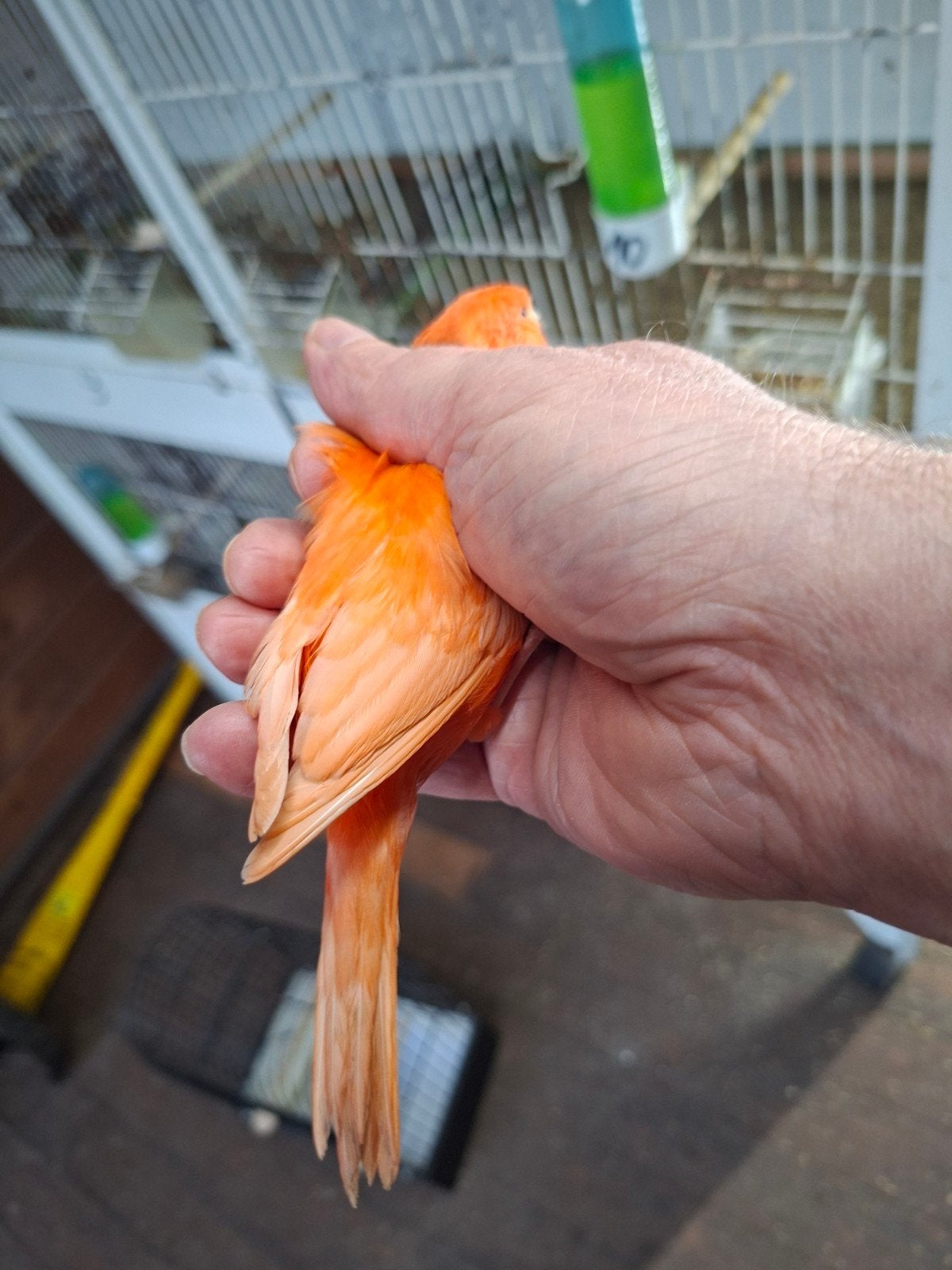 1man rood intensief x 2 rood ivoor schimmel poppen: 2026, Dieren en Toebehoren, Meerdere dieren, Kleurkanarie