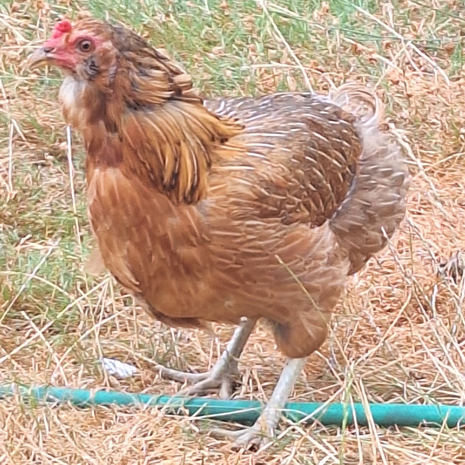 Araucana bolstaart  en wangtoefje hen
