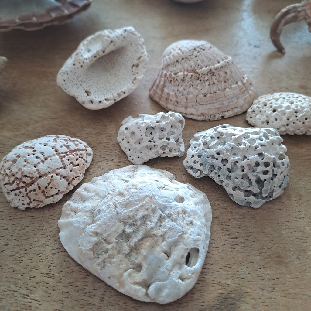 Versteende koralen, Enlèvement, Fossile