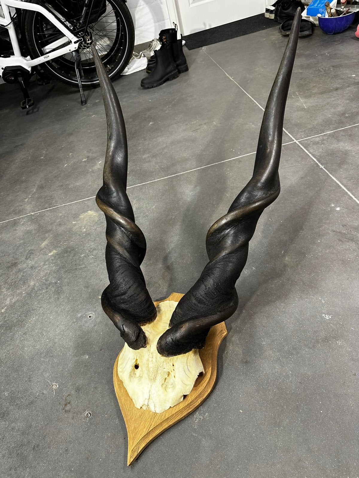 Reuzen afrikaanse eland antiloper taxidermie zeldzaam, Antiek en Kunst, Ophalen