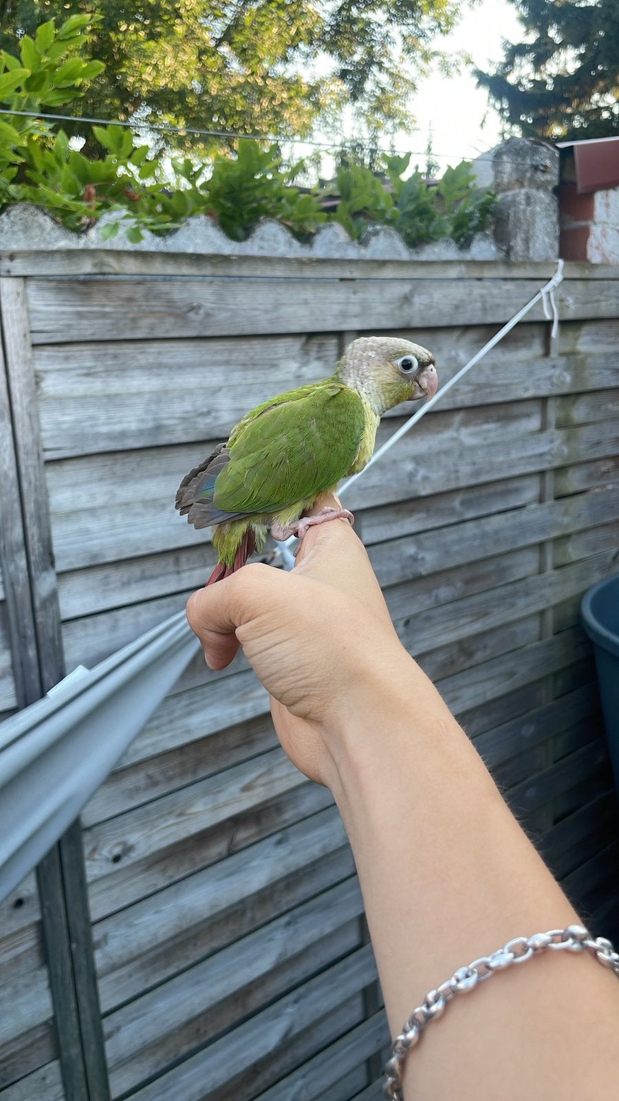 Conure eam ananas, Animaux & Accessoires, Sexe inconnu, Perroquet, Parleur