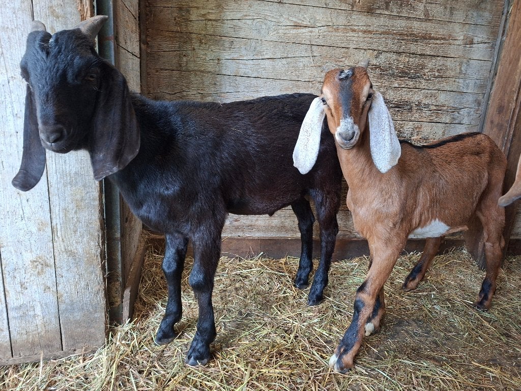 Nubische geitjes, Plusieurs animaux, Chèvre, 0 à 2 ans