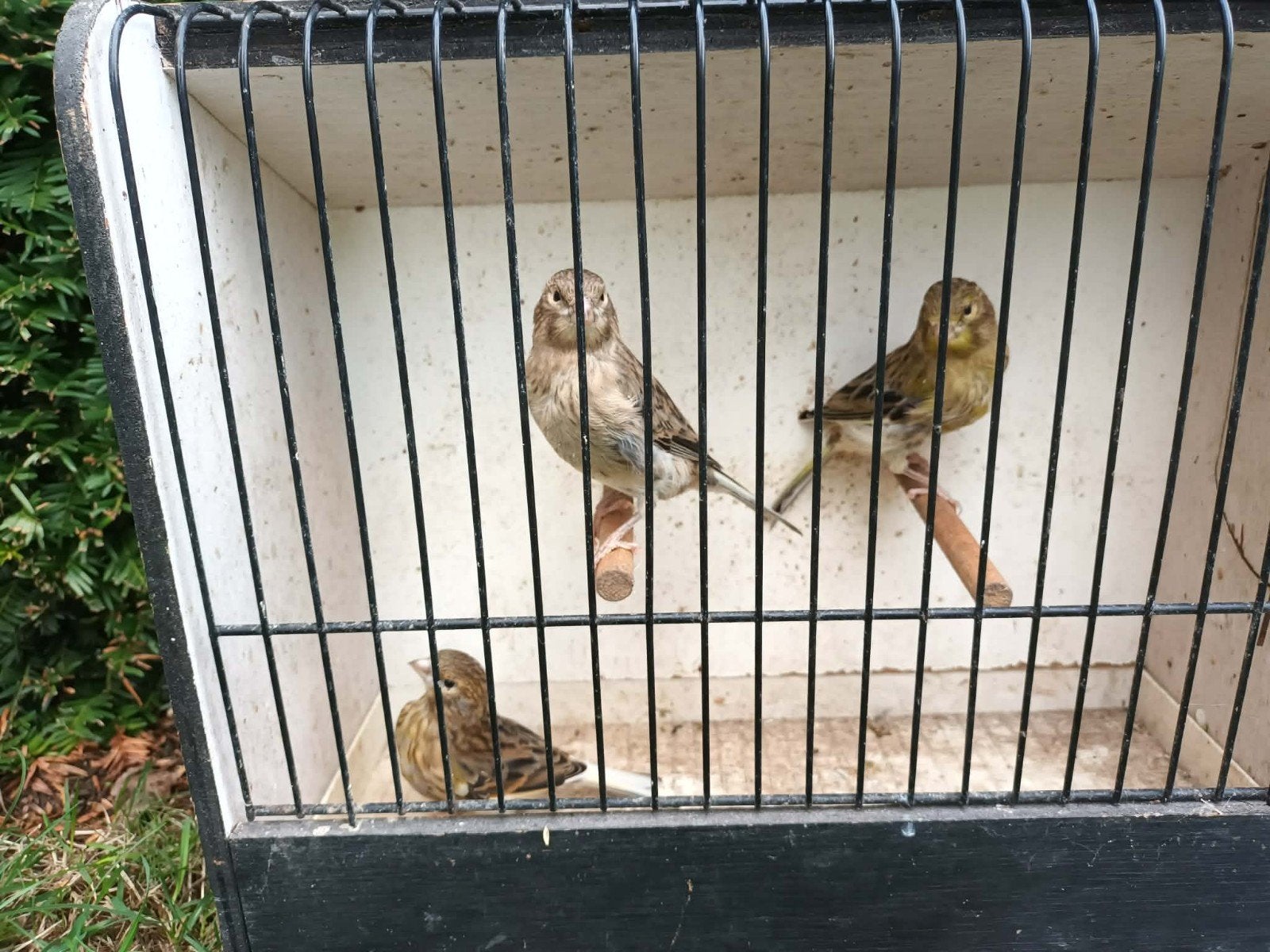 kanaries, Dieren en Toebehoren, Vogels | Kanaries