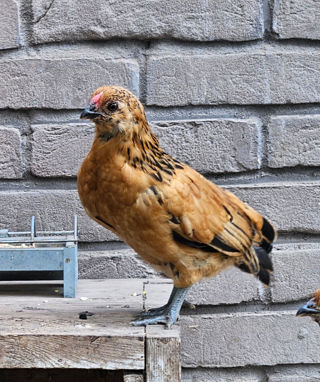 2 Jonge haantjes 2026en 1 haan 2025🐓 Antwerpse baardkriel, Dieren en Toebehoren, Mannelijk, Kip