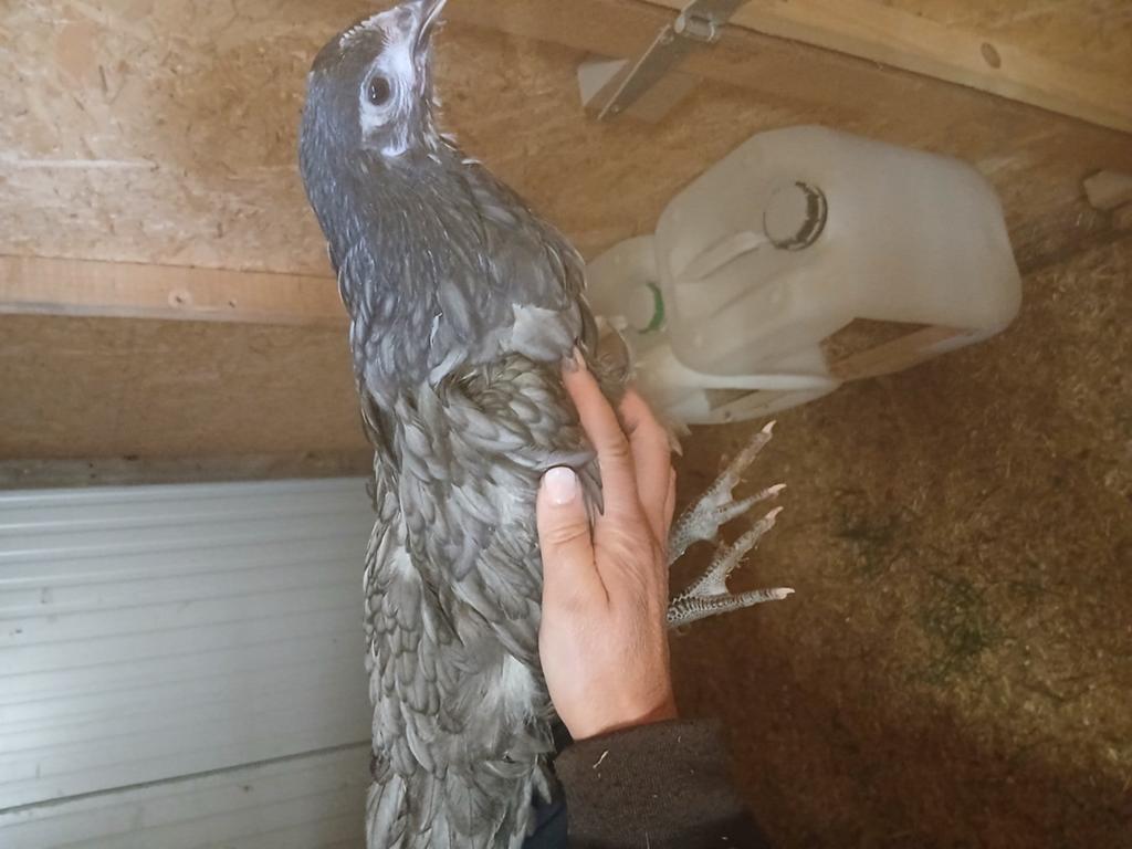 Jonge australorp kippen., Dieren en Toebehoren