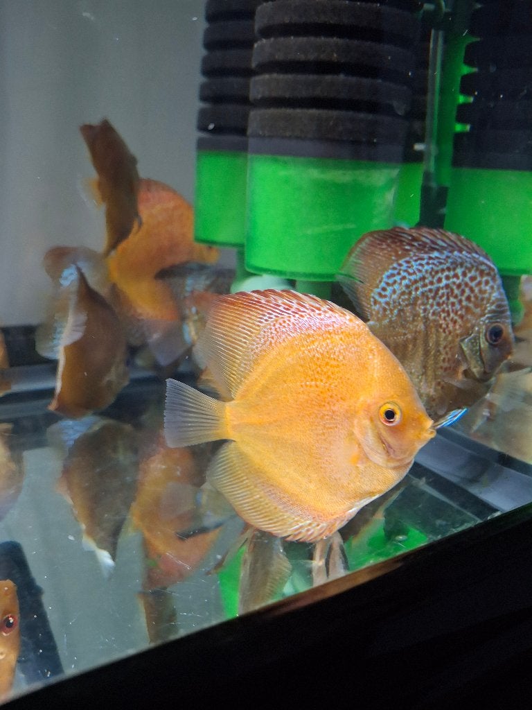 Discus vissen, Ophalen