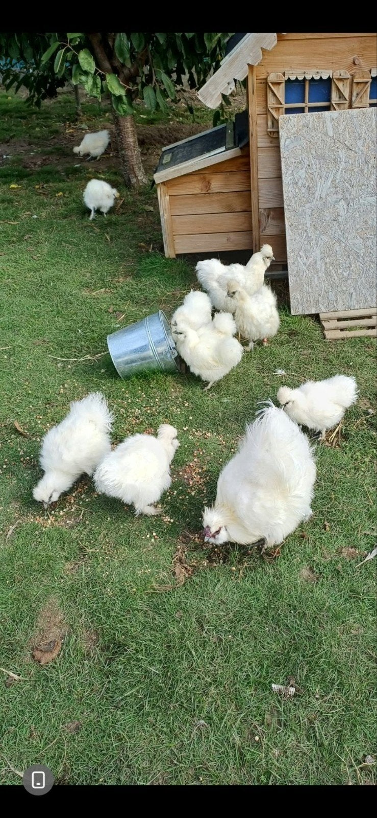 12 prachtige jonge witte Zijdehoenders (geboren eind juni), Dieren en Toebehoren, Meerdere dieren, Kip