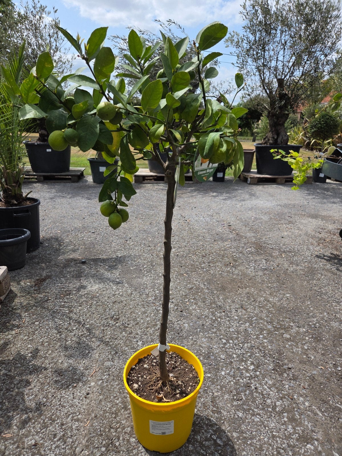 Citrus citroen Meyer, Tuin en Terras, Planten | Bomen, Ophalen