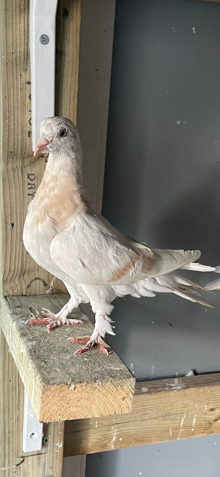 4jonge takla’s, Dieren en Toebehoren