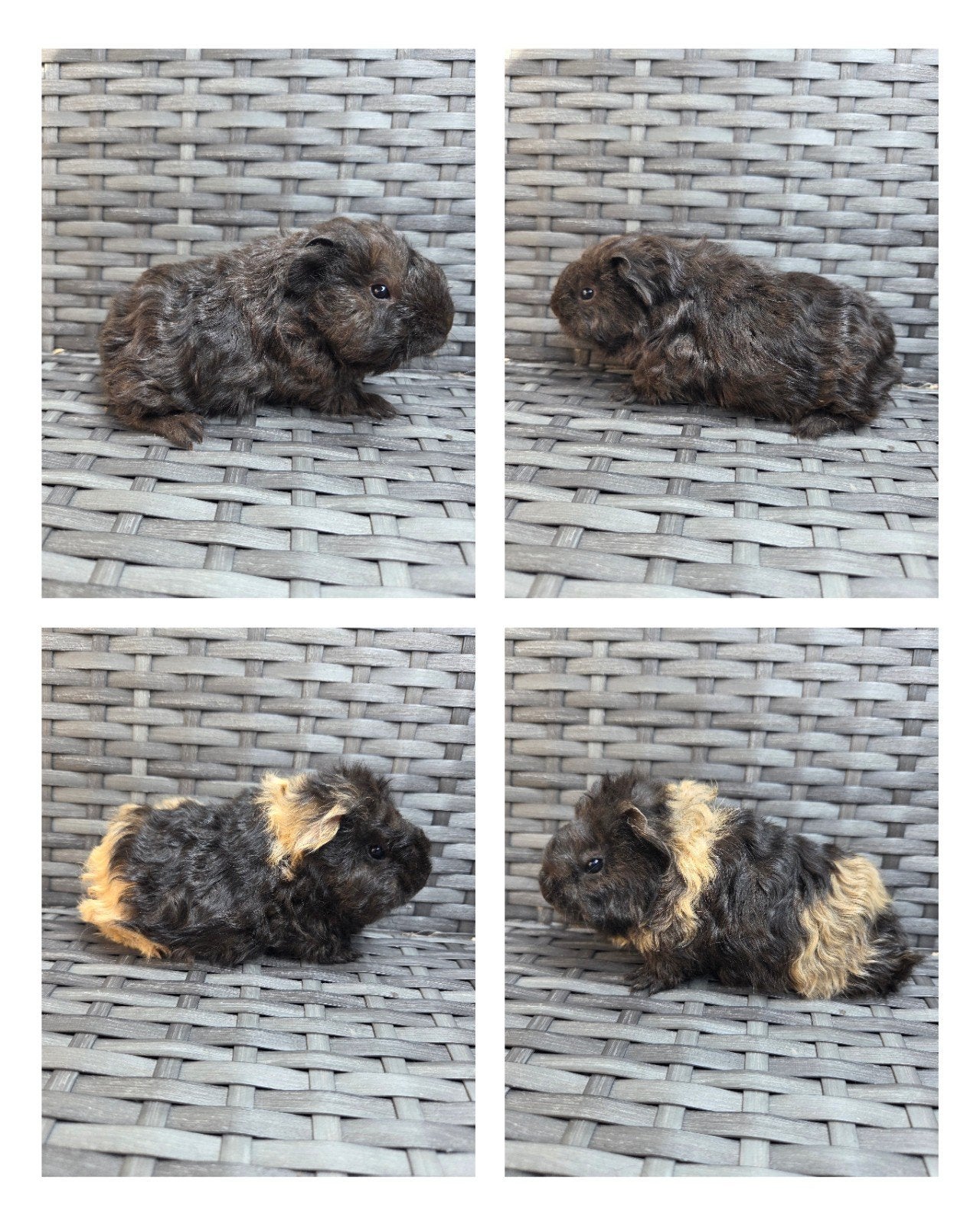 nederland jonge cavia beertjes, Animaux & Accessoires, Rongeurs, Mâle, Domestique, Cobaye, Juillet