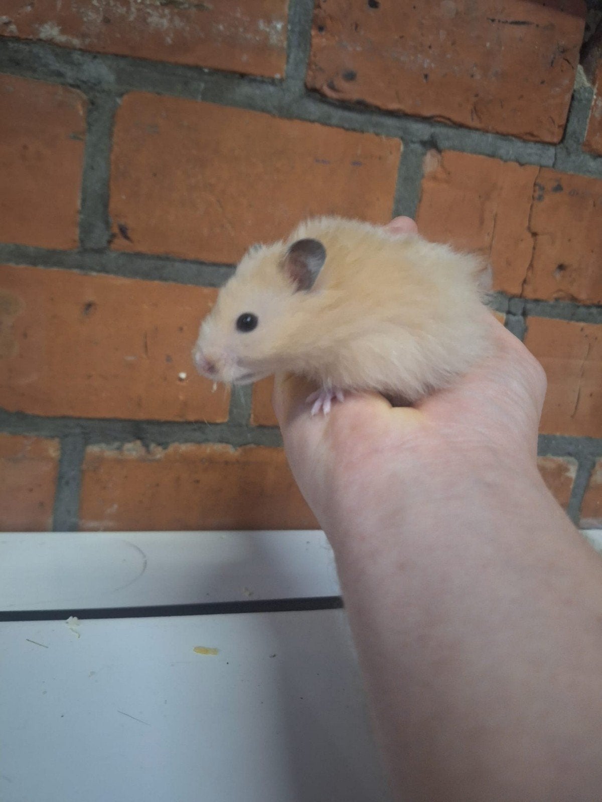 Jonge goudhamsters handtam., Dieren en Toebehoren, Mei, Hamster, Tam