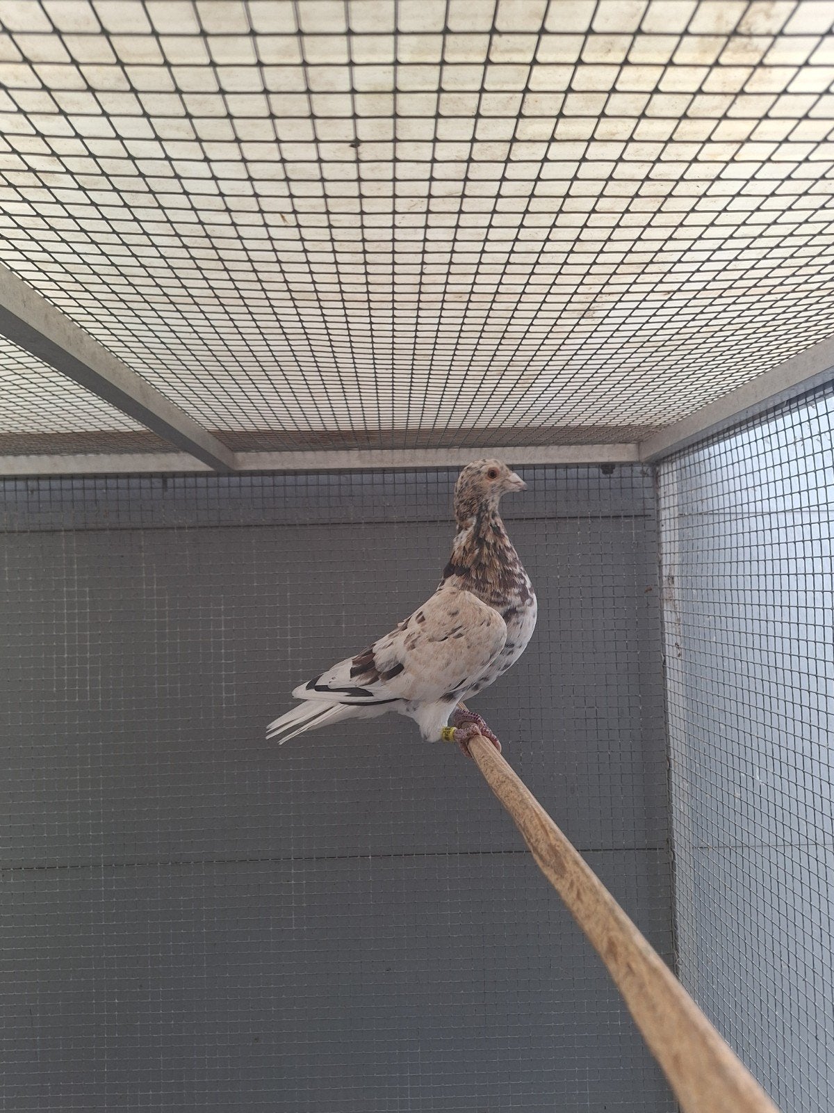 almond doffer kleurpostduif, Dieren en Toebehoren