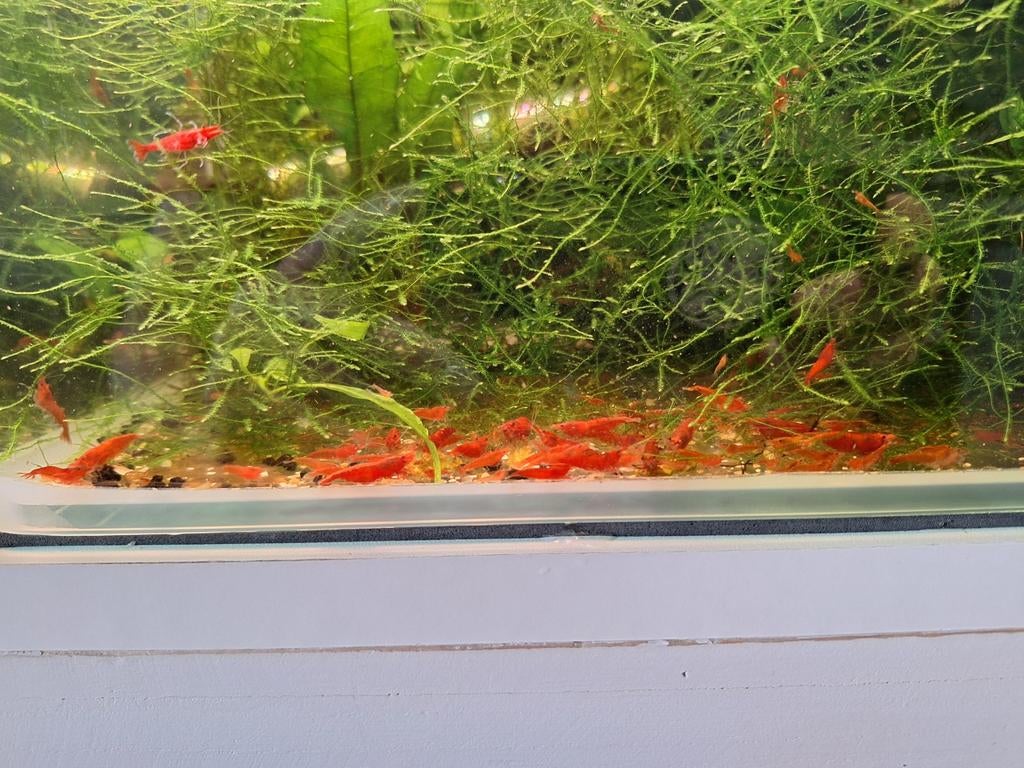 Vuurgarnalen, Dieren en Toebehoren, Vissen | Aquaria en Toebehoren, Ophalen