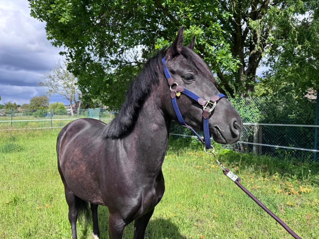 Balkana P 5 jarige bomproof D pony, Merrie