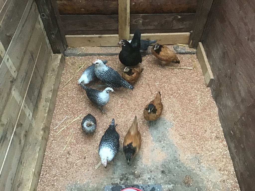 Jonge Zilverbrakels, Dieren en Toebehoren, Pluimvee, Vrouwelijk, Kip