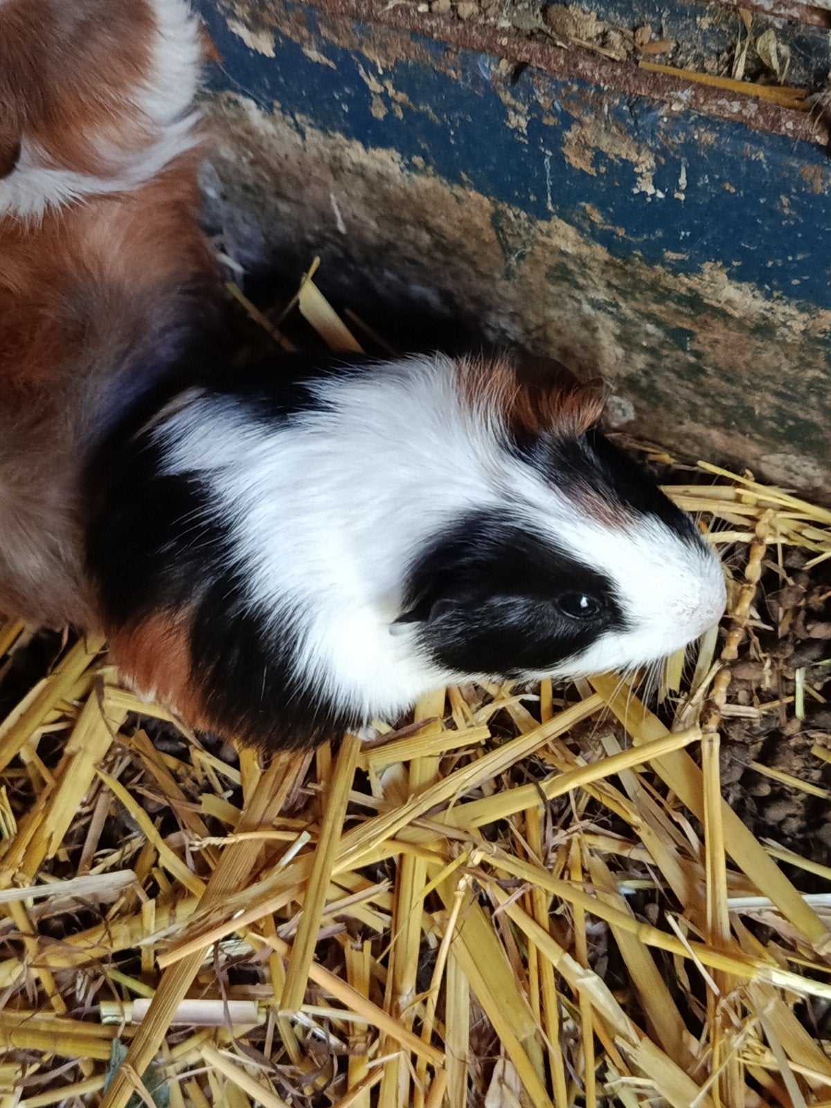 Cavia zeugjes, Animaux & Accessoires, Rongeurs, Juin, Domestique, Cobaye, Femelle