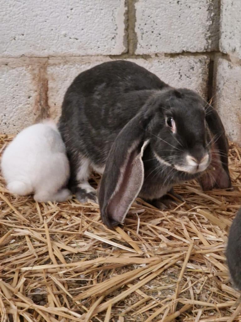 lapin bélier anglais femelle 1an, Femelle