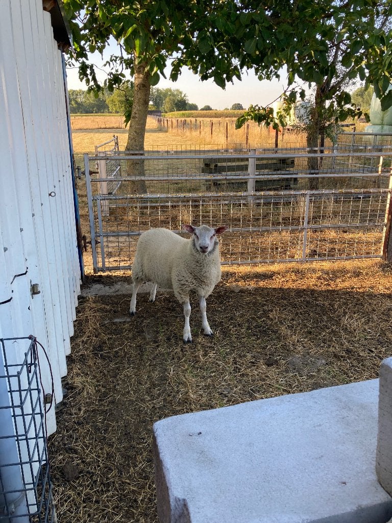 Schapen, Animaux & Accessoires, Mâle, Mouton, 0 à 2 ans