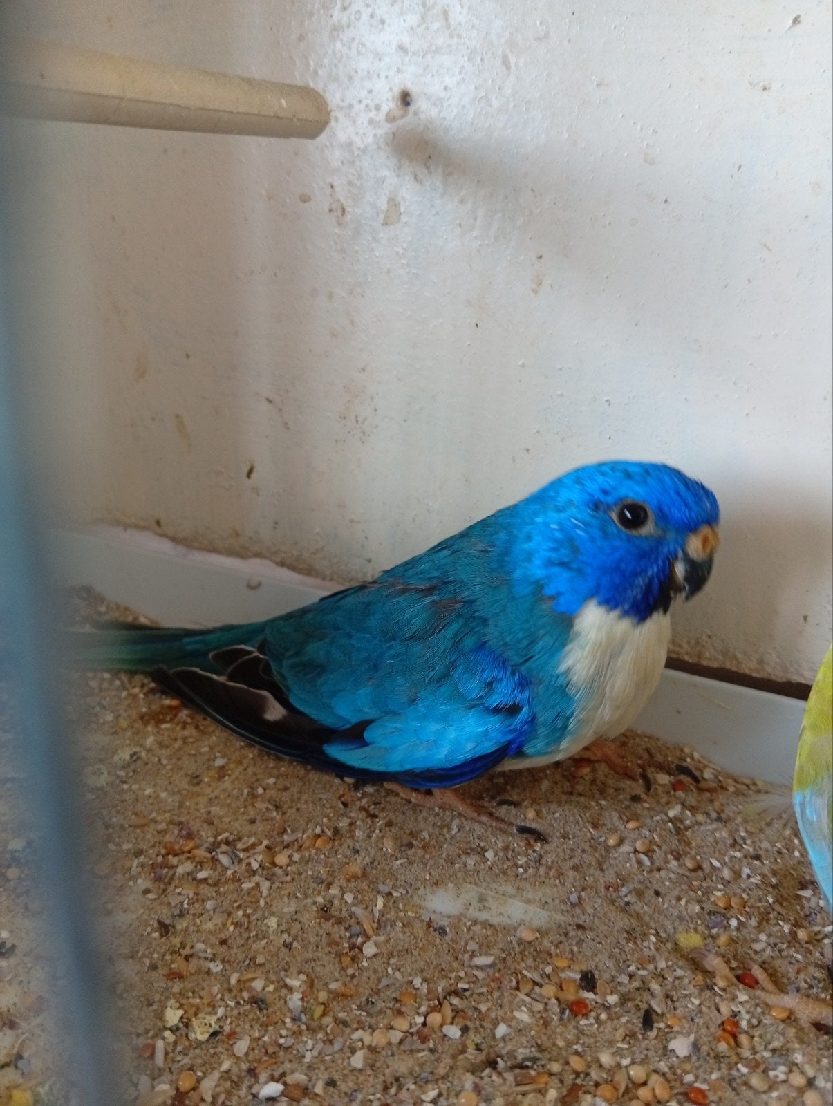 Splendid, Animaux & Accessoires, Oiseaux | Perruches & Perroquets, Bagué