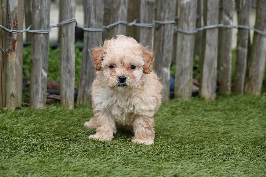 Beau chiot maltipoo joueur, Animaux & Accessoires, Autres races, Un chien, Hépatite contagieuse (maladie de Rubarth), Belgique