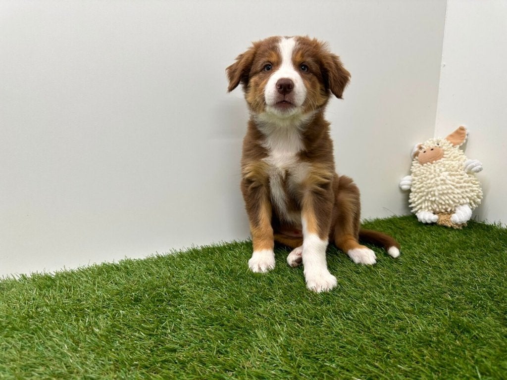 Border Collie pups
