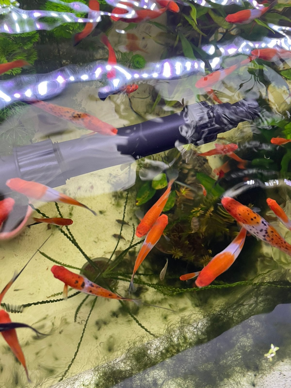 Zwaarddragers koi/sanke/kohaku
