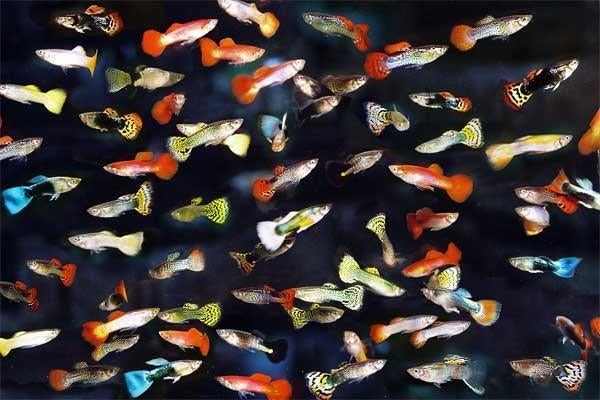 Guppys uit eigen kweek
