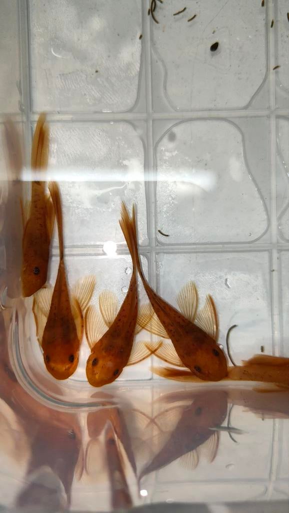 Ancistrus Super Red Long fin algeneter (3-4 cm), Dieren en Toebehoren, Vis, Zoetwatervis