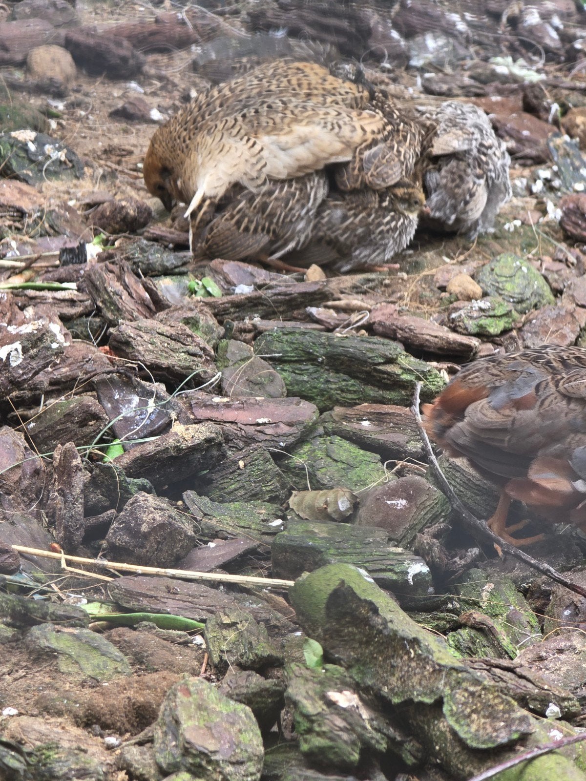 Chinese dwergkwarteltjes natuurbroed, Dieren en Toebehoren, Vogels | Overige Vogels