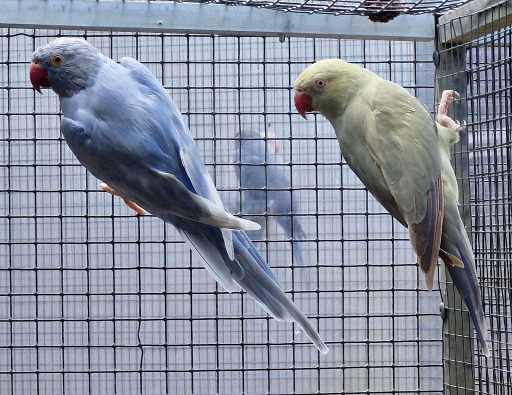 Halsband parkieten, Plusieurs animaux, Perruche, Bagué