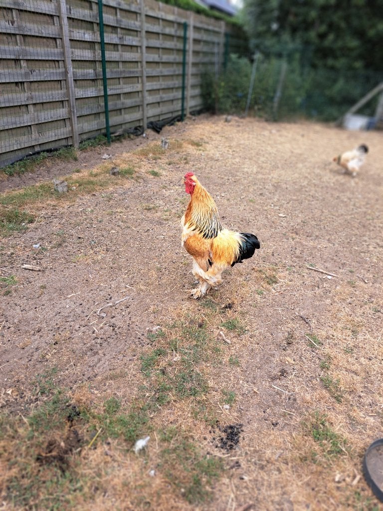 Brahma kuikens, Dieren en Toebehoren, Pluimvee, Meerdere dieren, Kip