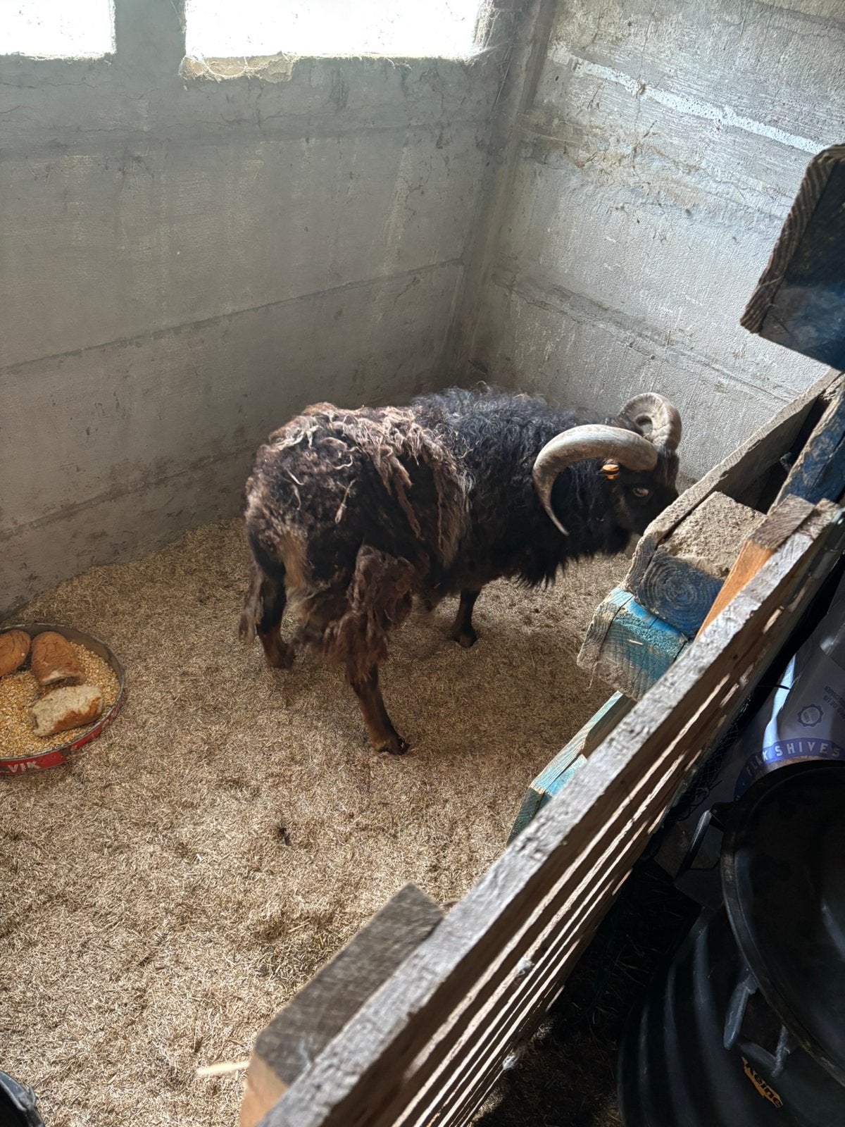 Soya ram, Dieren en Toebehoren, Mannelijk, Schaap, 0 tot 2 jaar