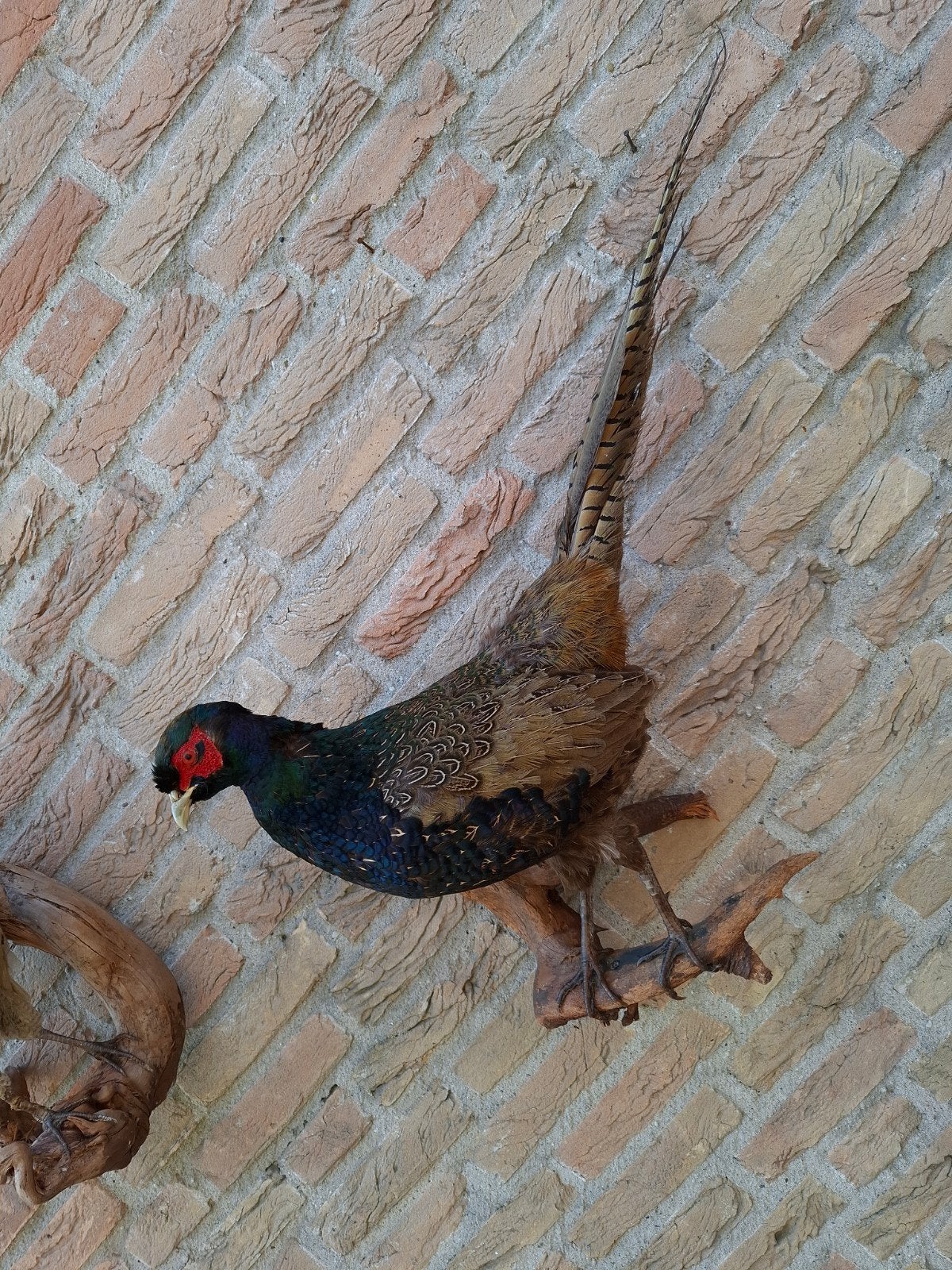opgezette koppel fazanten hen haan taxidermie schedel jacht, Ophalen, Vogel, Opgezet dier